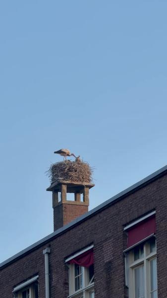 A stork perches on its nest atop a brick building's chimney on a sunny day